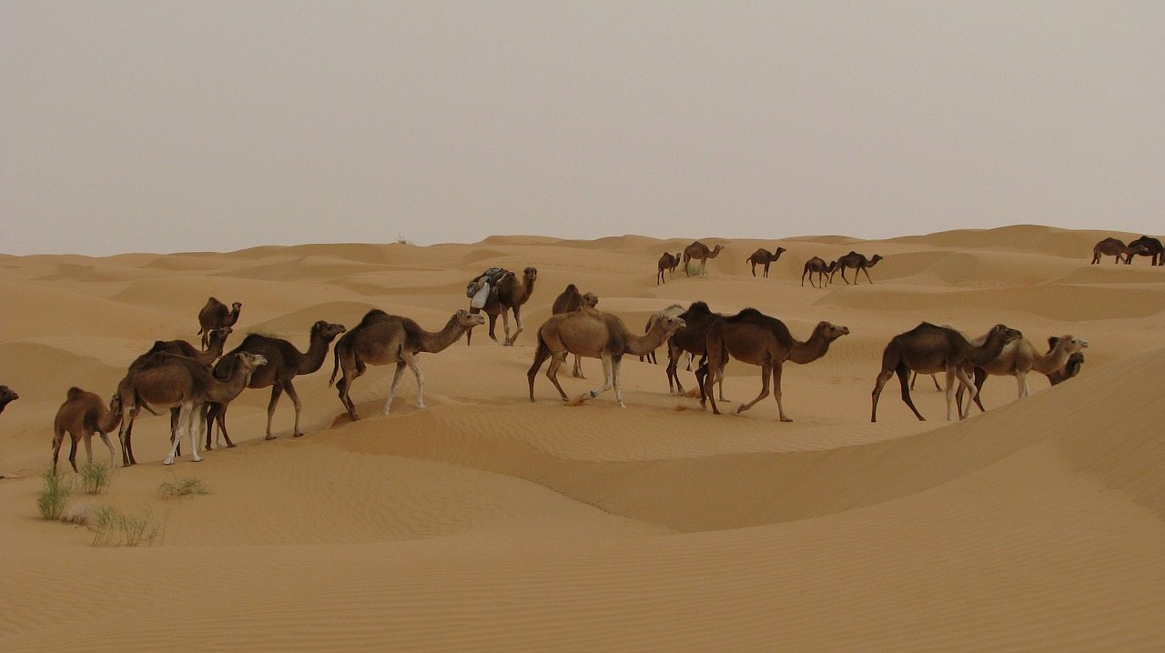 voyage tunisie djerba